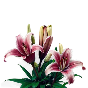Retro Style Lilies PNG Qve PNG