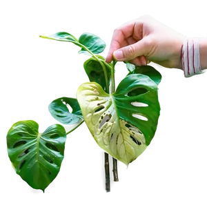 Reviving A Dying Pothos Plant PNG 06272024