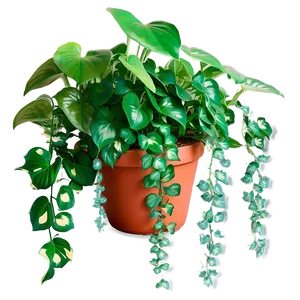Reviving A Dying Pothos Plant PNG 27 PNG