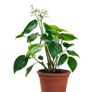 Reviving A Dying Pothos Plant PNG 93