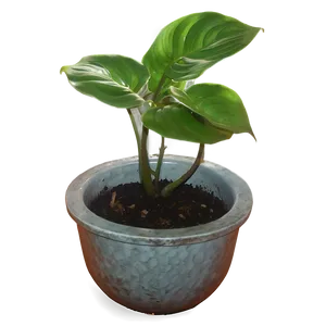 Reviving A Dying Pothos Plant PNG Xlj PNG