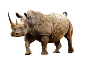 Rhino Isolatedon Black Background