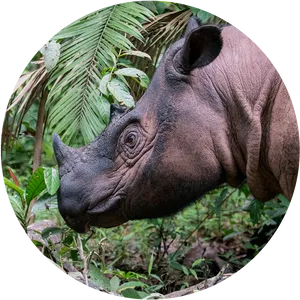 Rhinocerosin Natural Habitat PNG image
