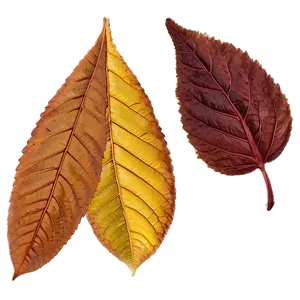 Rhode Island Autumn Leaves PNG 85