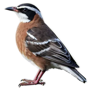 Rhode Island State Bird Png Bmu65 PNG image