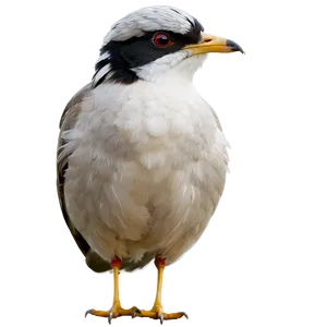 Rhode Island State Bird PNG Vpy3 PNG