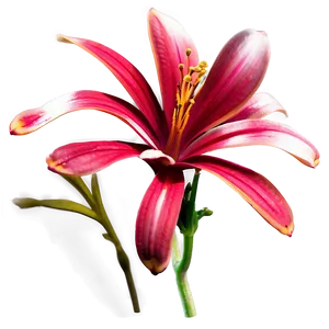 Rhode Island State Flower PNG 06202024