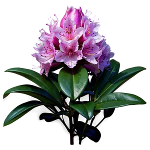 Rhododendron A PNG image