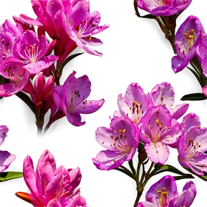 Rhododendron B PNG image