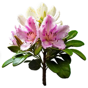 Rhododendron Bouquet PNG 06282024