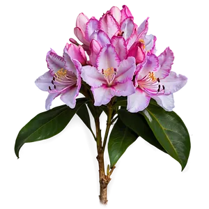Rhododendron Bouquet PNG Eli PNG