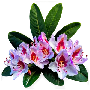 Rhododendron Bouquet PNG Mfr59 PNG