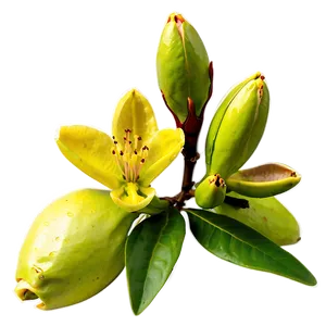 Rhododendron Buds PNG 06282024 PNG