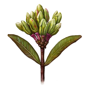 Rhododendron Buds PNG 73