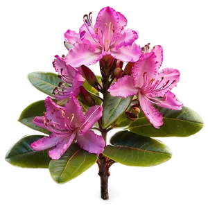 Rhododendron C PNG image