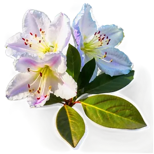 Rhododendron D PNG image