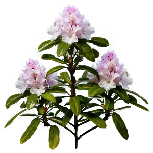 Rhododendron Flower Bush PNG 33