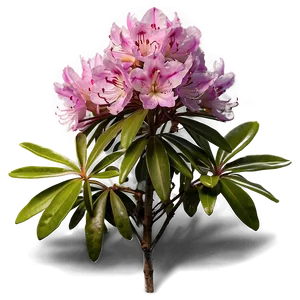 Rhododendron Flower Bush PNG Unk PNG