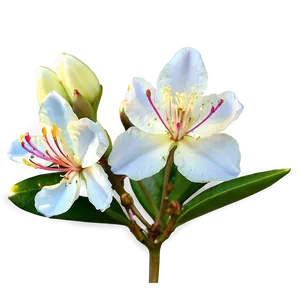 Rhododendron Flower Png 11 PNG image