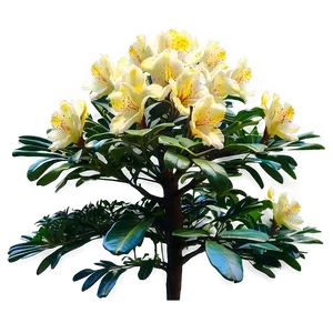 Rhododendron Glade PNG 06282024 PNG