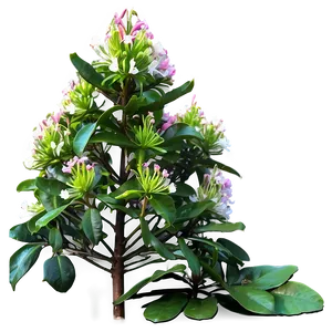 Rhododendron Glade PNG 45 PNG