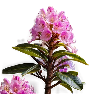 Rhododendron Hive PNG Oxp