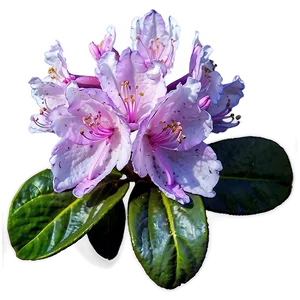 Rhododendron In Bloom PNG 06282024 PNG