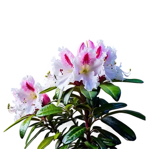 Rhododendron In Bloom PNG Fqo