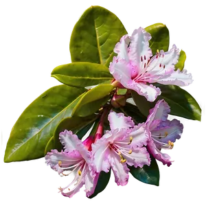 Rhododendron In Bloom PNG Ncp14