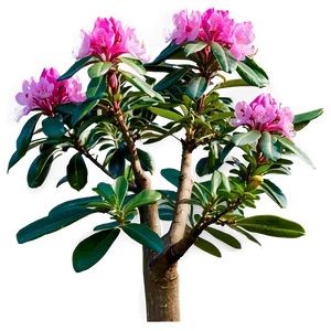 Rhododendron In Bloom PNG Wbn30 PNG