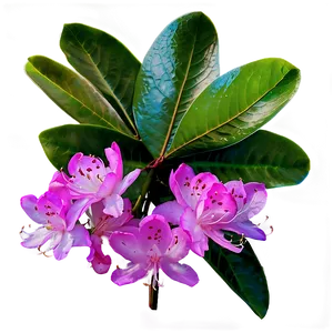 Rhododendron Leaves PNG 52 PNG