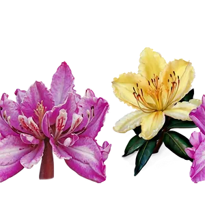 Rhododendron Pattern PNG 06282024