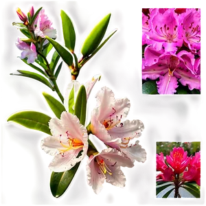 Rhododendron Pattern PNG Bly
