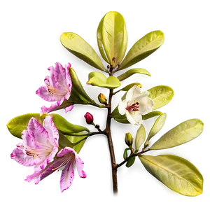 Rhododendron Petals PNG Jhn