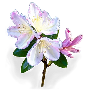 Rhododendron Petals PNG Kmm