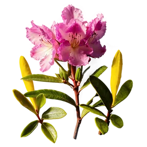 Rhododendron Petals PNG Ngf PNG