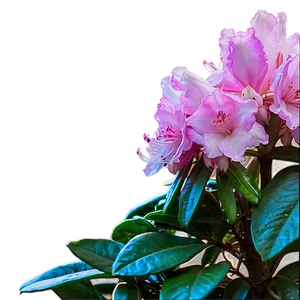Rhododendron Sunset PNG 06282024