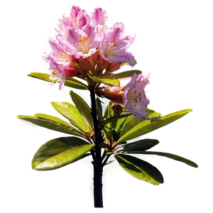 Rhododendron Sunset PNG Ibb78