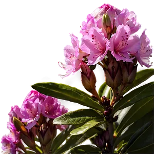 Rhododendron Sunset PNG Rko