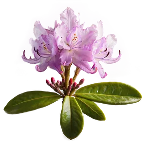 Rhododendron Trail PNG 06282024