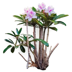 Rhododendron Trail PNG 40 PNG