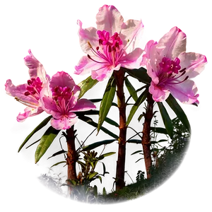 Rhododendron Trail PNG Ukn PNG