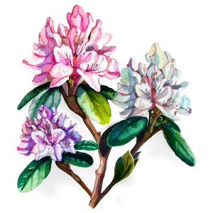 Rhododendron Watercolor PNG Bfl28