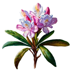 Rhododendron Watercolor PNG Mav76 PNG