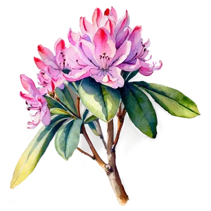 Rhododendron Watercolor PNG Ura