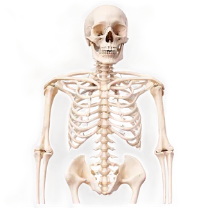 Ribcage And Thoracic Bones Png 06132024 PNG image