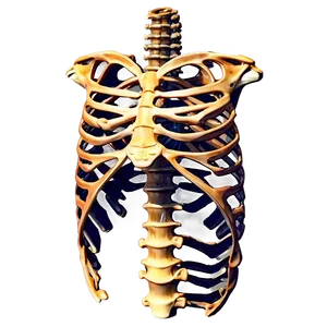 Ribcage And Thoracic Bones Png Qqu PNG image