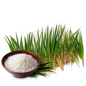 Rice Field PNG 05242024