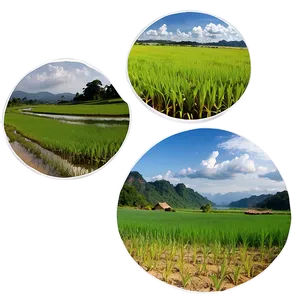 Rice Field PNG 05242024