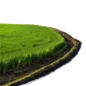 Rice Field PNG Skr